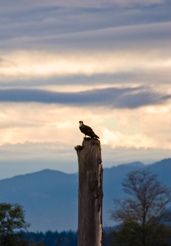 Osprey On Piling